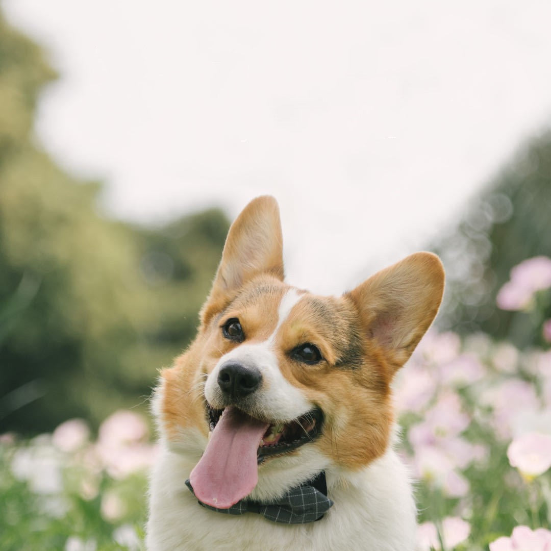 Pet Fashion Bow Tie Collar - Add Style and Charm to Your Dog's Wardrobe