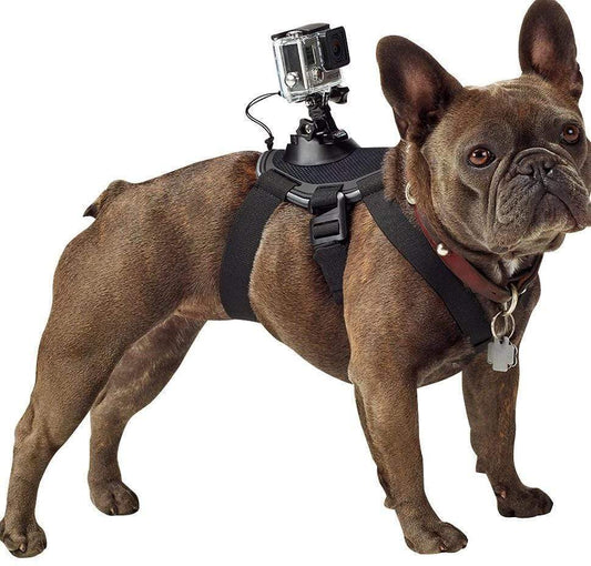 PawView Dog Harness Mount for GoPro: Unleash Your Dog's Inner Content Creator