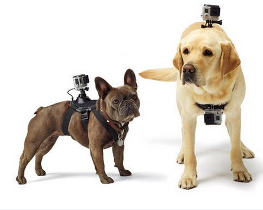 PawView Dog Harness Mount for GoPro: Unleash Your Dog's Inner Content Creator