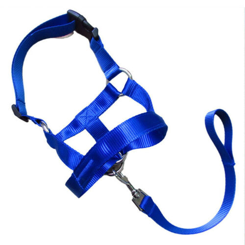 ControlPaws Rectification Rushing Leash - Secure Your Dog's Safety