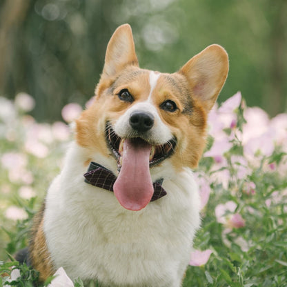 Pet Fashion Bow Tie Collar - Add Style and Charm to Your Dog's Wardrobe