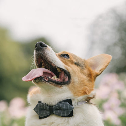 Pet Fashion Bow Tie Collar - Add Style and Charm to Your Dog's Wardrobe