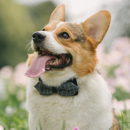 Pet Fashion Bow Tie Collar - Add Style and Charm to Your Dog's Wardrobe