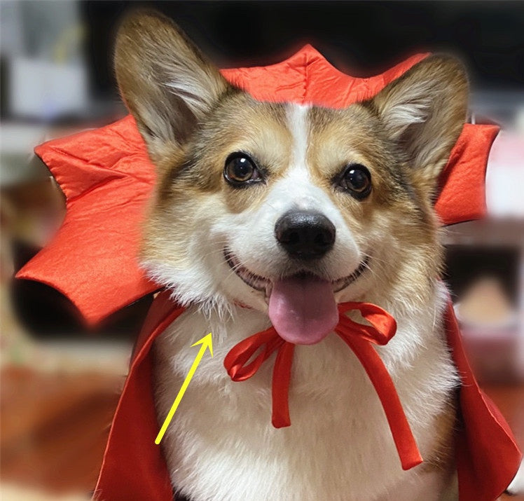 Regal Halloween Pet Costume: Vampire King Cape for Pets